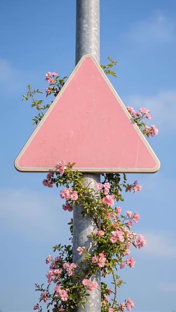 A sign meant to warn. Painted in soft pink. And somehow, flowers chose it as home. Even the sharpest symbols can soft...