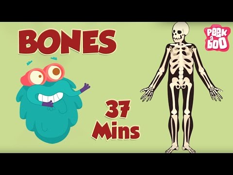 Best Learning Videos For Kids | The Dr.Binocs Show | Fun Learning Videos For Kids | By Peekaboo Kids Best Learning Vi...