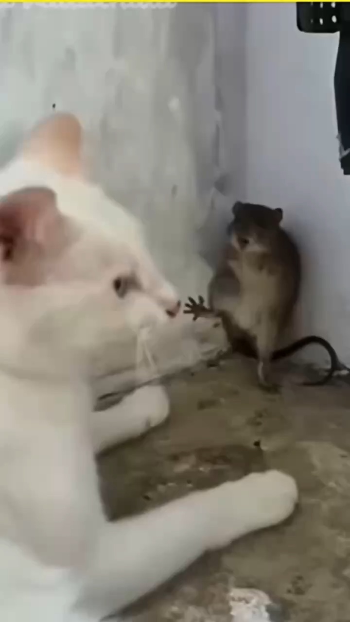 Self defense mode activated