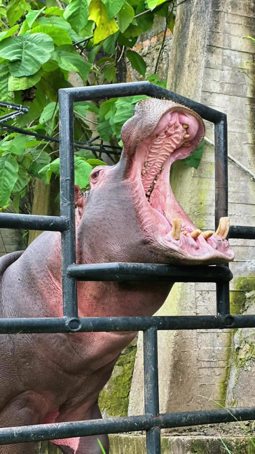 La mejor experiencia ir al Zoológico, si tienes oportunidad de ir vayan lo vale totalmente 😍😍🤩🥳#zoologico #animals