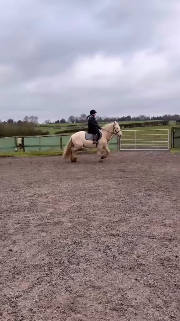 horse
