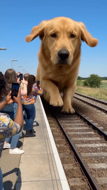 POV: Your train got replaced by the WORLD’S LONGEST DOG. 😭🐕🚆 Imagine waiting at a railway station when a ridiculou...