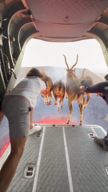 POV: We dropped Markhors into a volcano… and 3 seconds later, the volcano sent back MARKHOR KING. 💀🌋⚡ Wait for the...