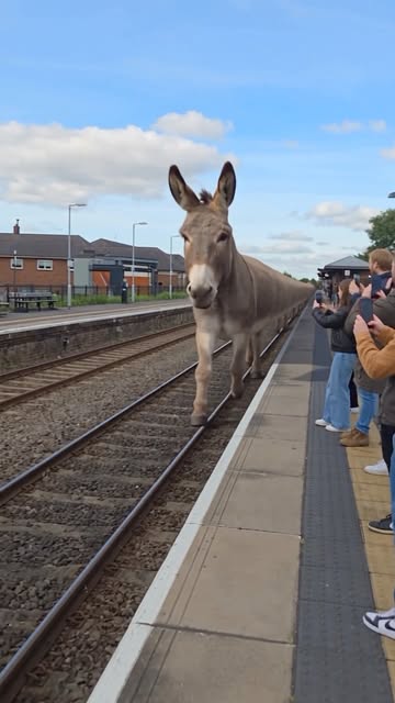 POV: Your train got replaced by the WORLD’S LONGEST DONKEY. 😭🫏🚆 Imagine waiting at the railway station when this r...
