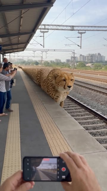 POV: Your train got replaced by the WORLD’S LONGEST CHEETAH. 😭🐆🚆 Imagine waiting at the railway station when this...