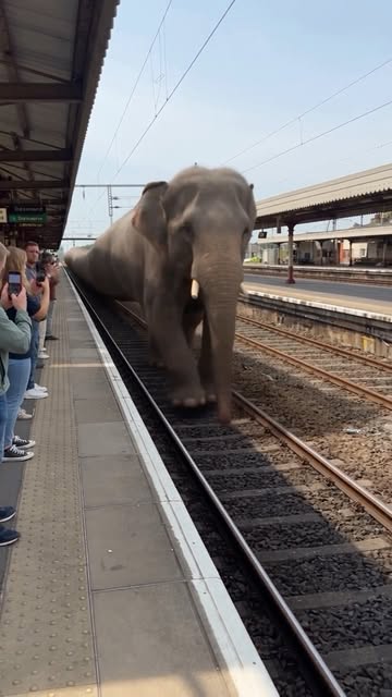 POV: Your train got replaced by the WORLD’S LONGEST ELEPHANT. 😭🐘🚆 Imagine waiting at the railway station when this...