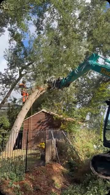 Wind blown poplar boshhhhh 🔥