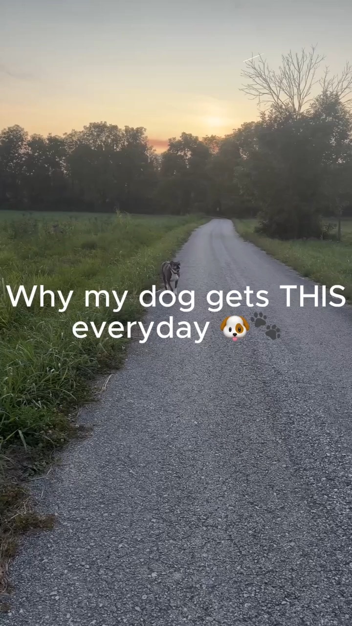 Youmove dog supplement
