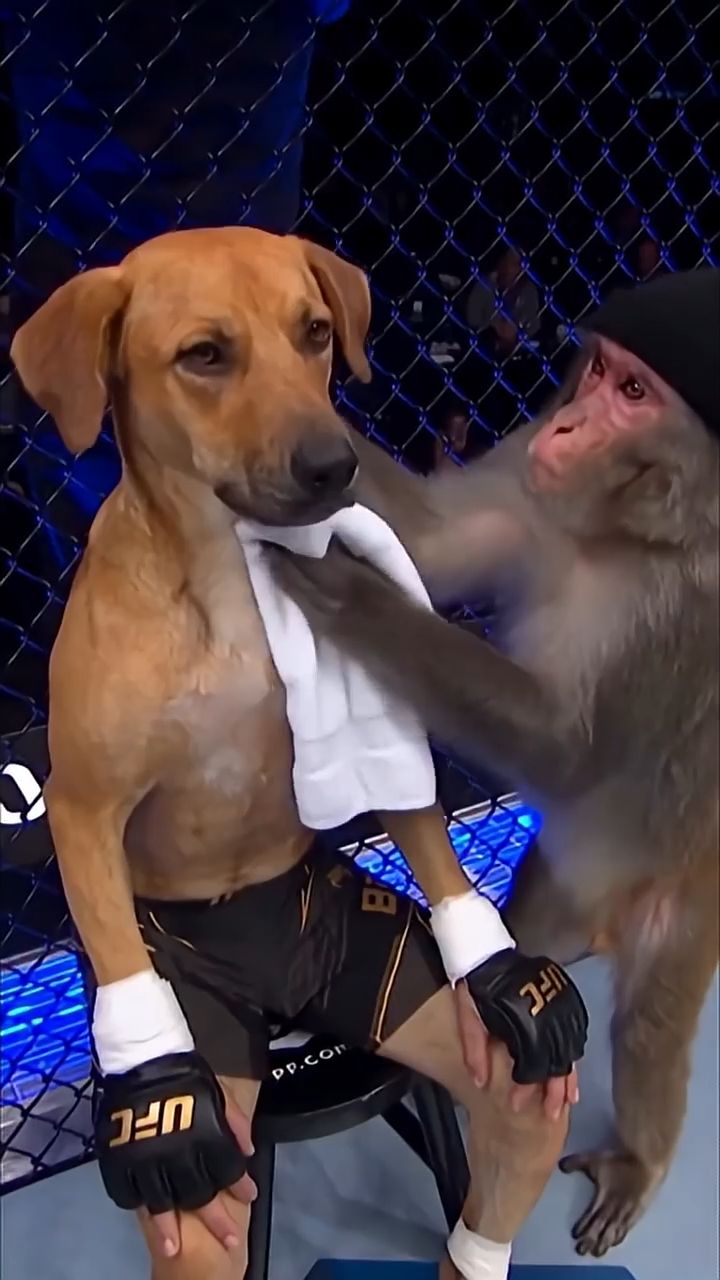 This AI UFC fight is too much! 🐶🔥 #ai #shorts #ufc - Vizart. Ai (720p, h264)
