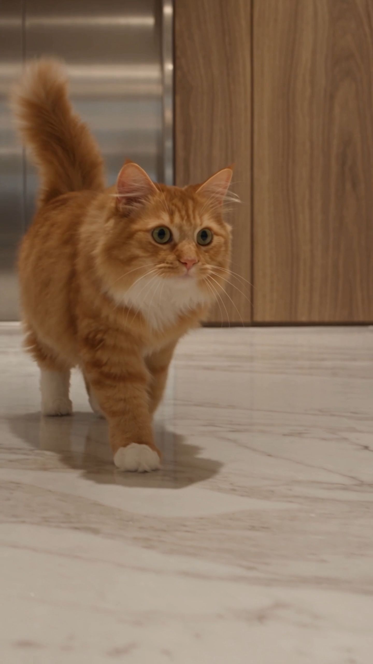 Luxury Life f A Cat