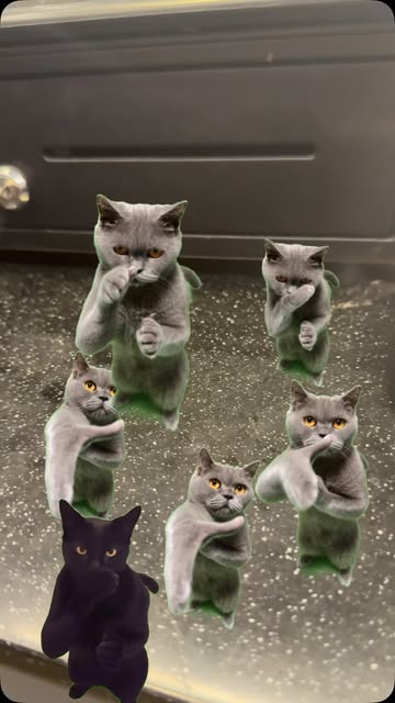Clap cat