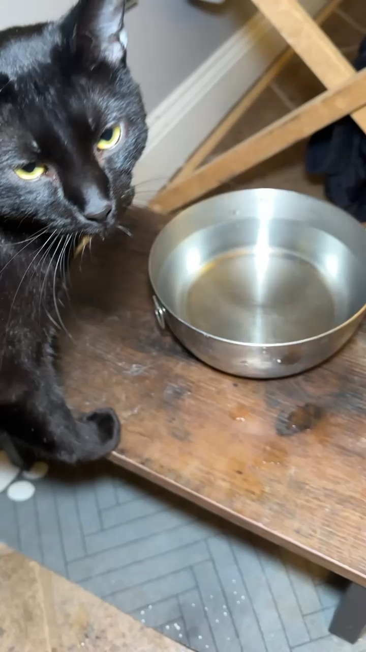 HydraFlow | Pet Hydration UGC