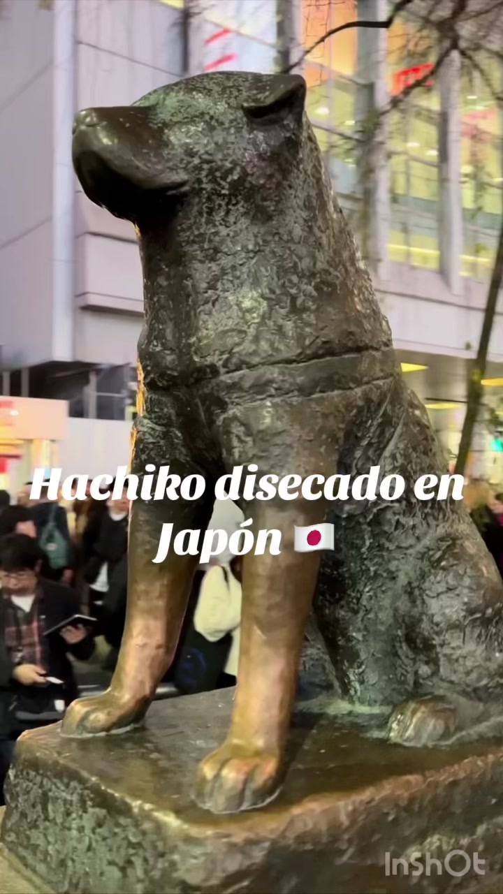 Hachiko se encuentra disecado en el museo de ciencia naturales de tokio en Ueno, la entrada cuesta uno 650 yenes o 73...