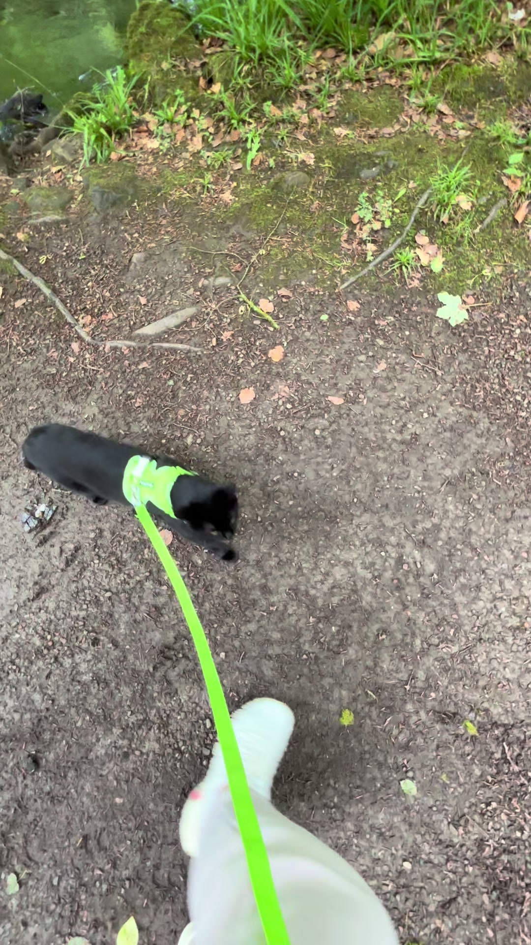 My Princess loves her walks #khxq9#catlover #catharness #catwalk ##cutekitten