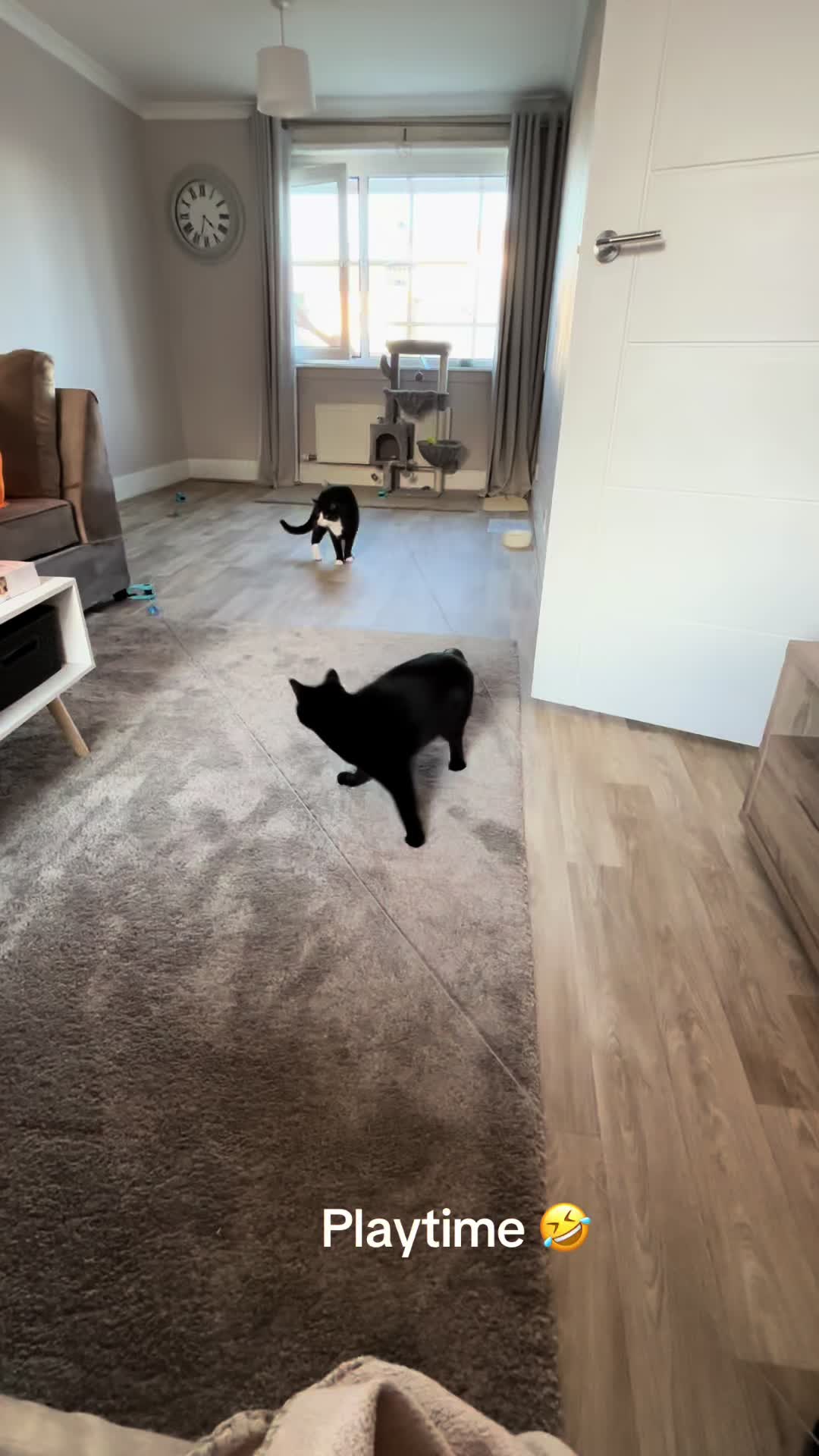 #catplaying #cat #catlover #cutecat