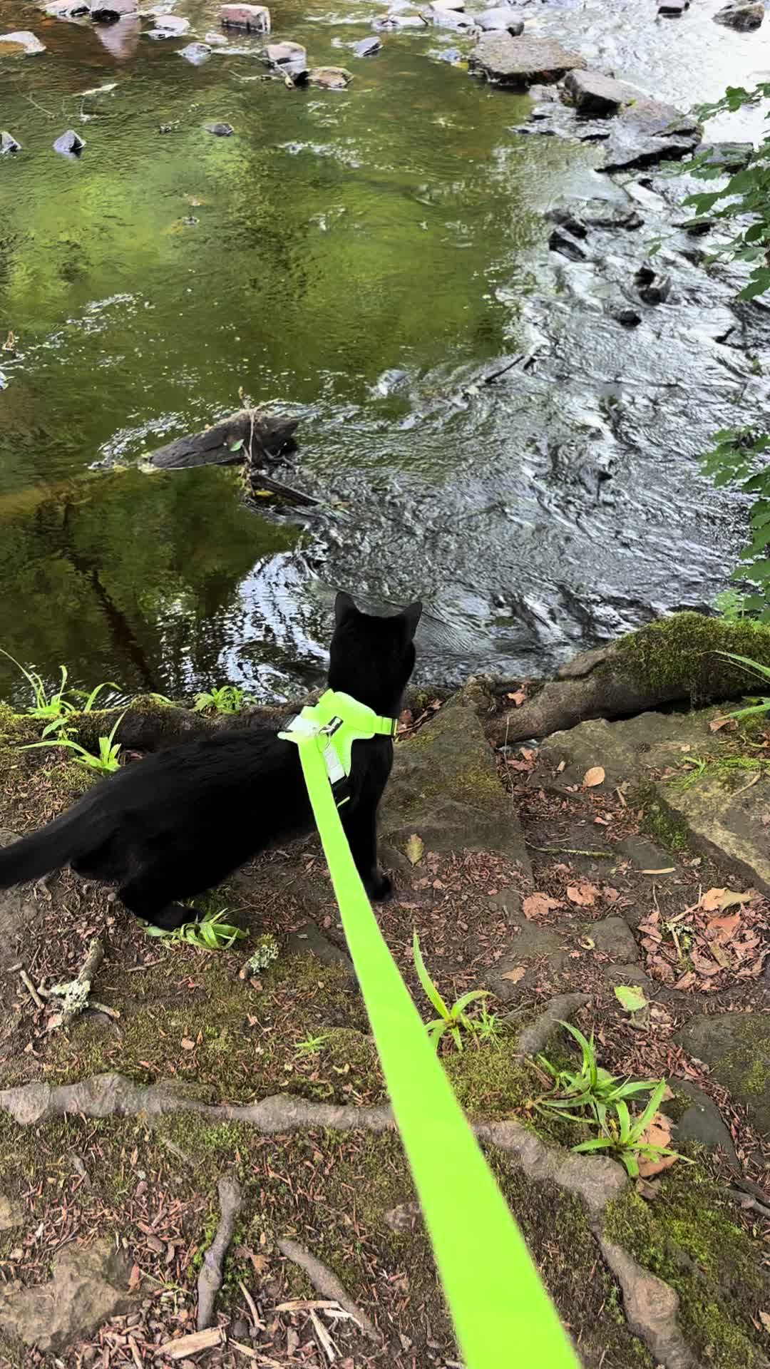 #cat #catharnessuk #catlover #catwalk