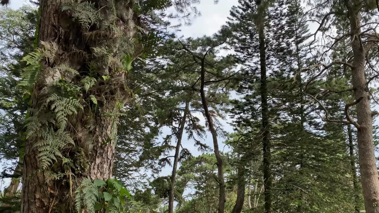 Forest 🍃