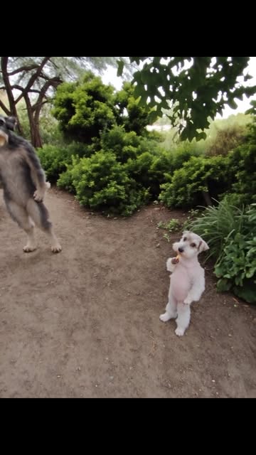 No mames! #nomames #humormexicano #PerrosGraciosos #Reels #rizztheschnauzer
