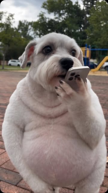 Real #rizztheschnauzer #chatgptchatgpt #becomeamillionaire #30days #dogfunny