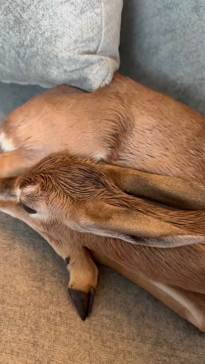 Animal