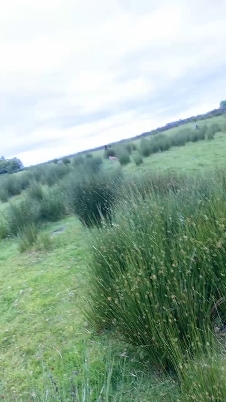 Field Walk