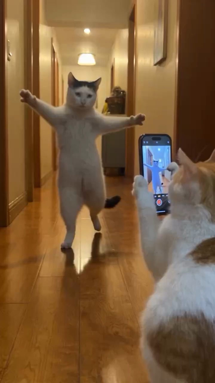 cats