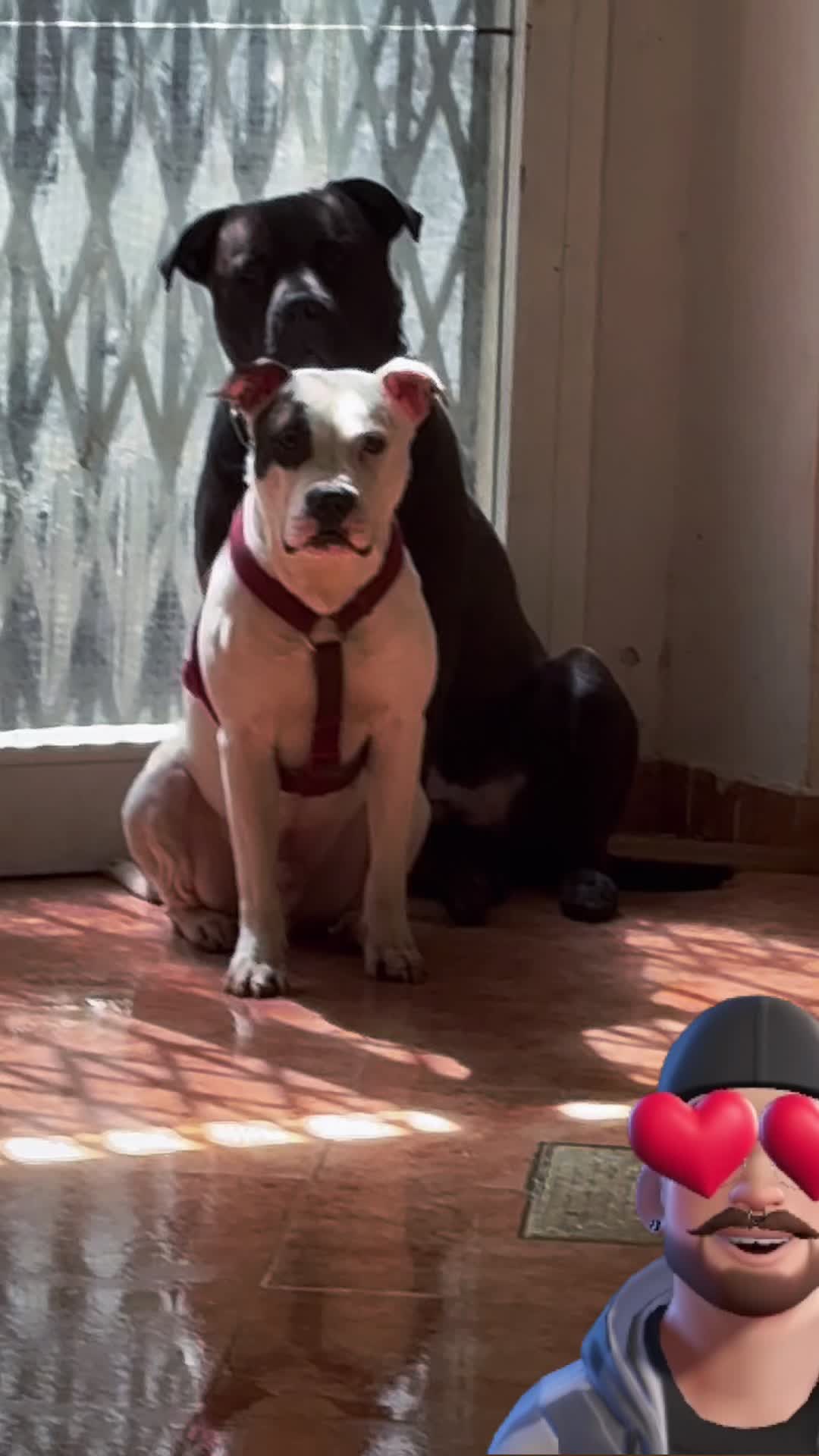 #perro #therians #dogoargentino🔥 #canecorso demasiada personalidad 🤣🤣🤣