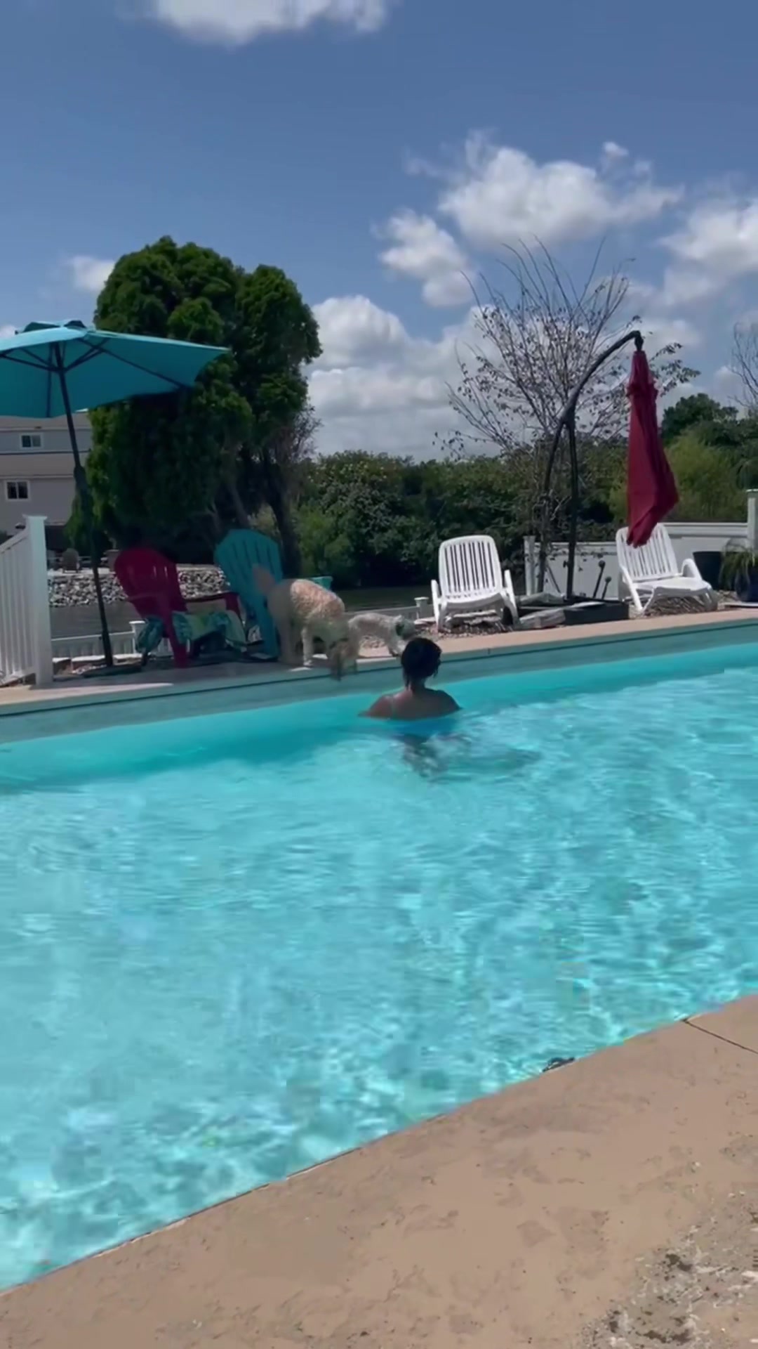 #fyp #crazydogs #summer #swimming #chaos dogs falling in the pool 😭😭
