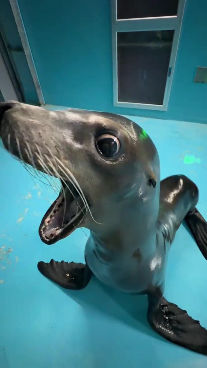 Aaaaaaaaa#animals #funnyvideo #sealions #funny #fyp
