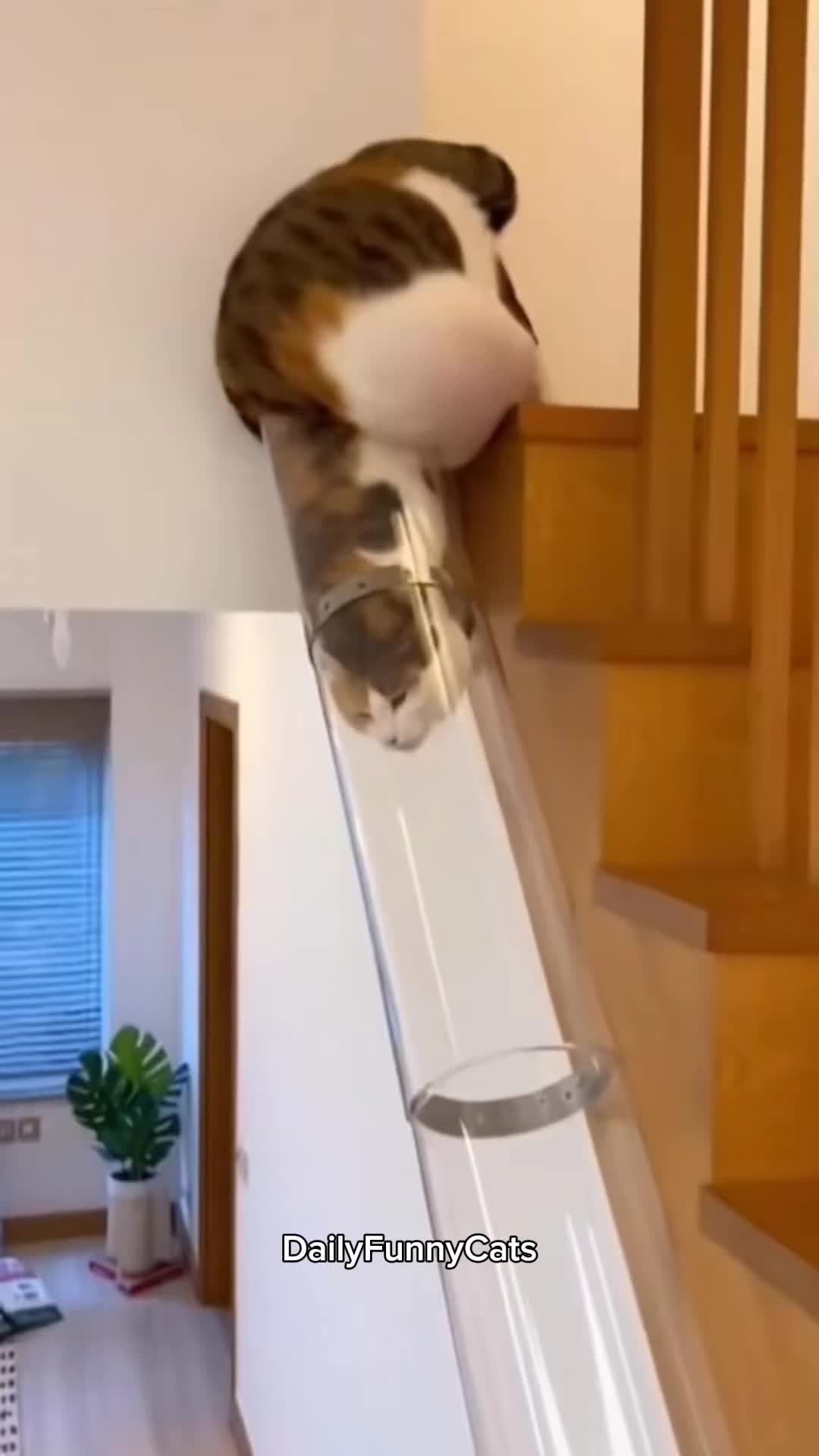 Cats Going Downstairs. #cats #funnycats #funnycatmoments #catlover #catloversclub