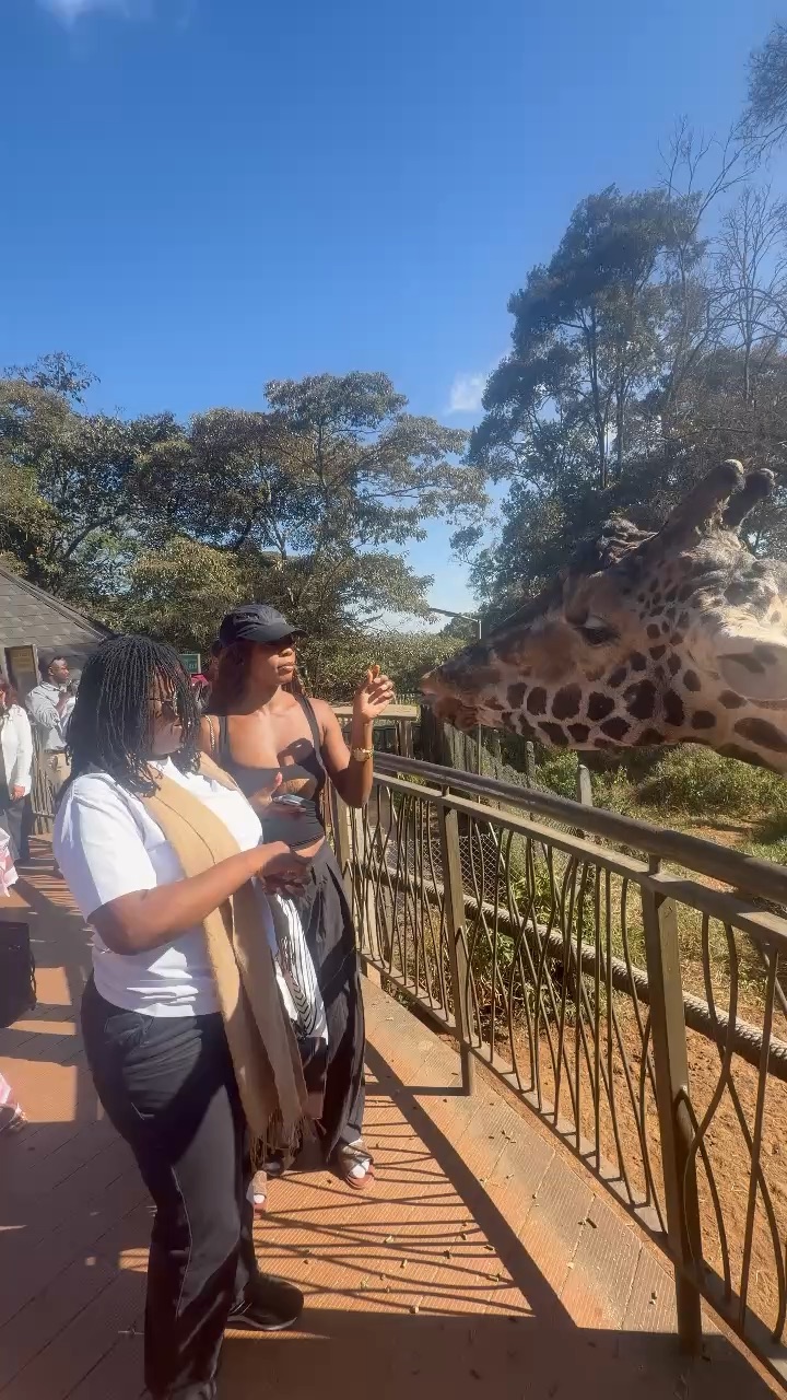 Giraffe feeding