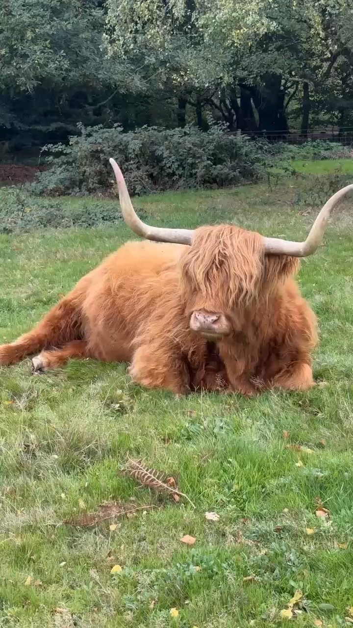 Moooo