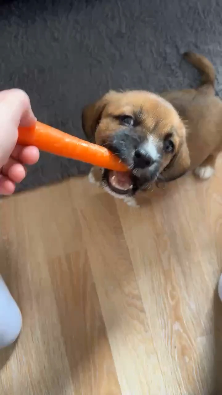 Puppy eats carrot