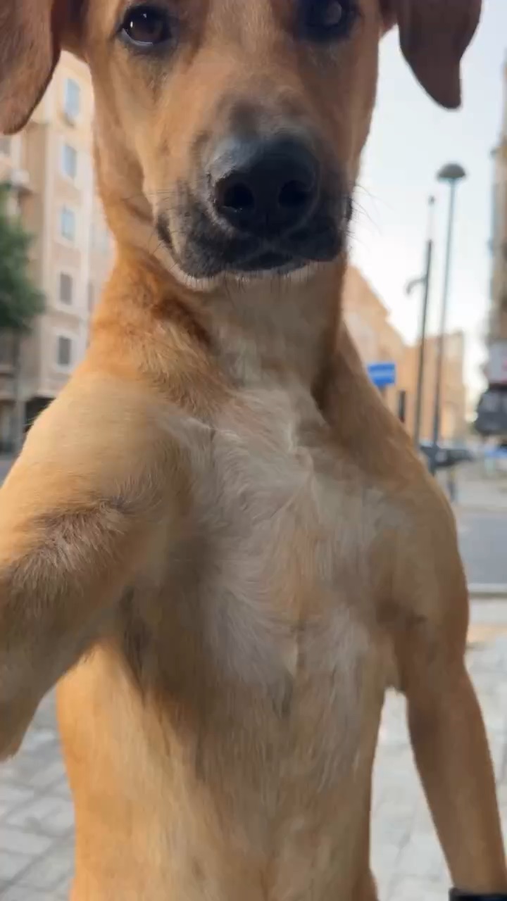 Caramelo ia