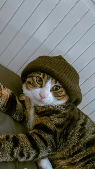 midia 🤪😼 #cat #dance #trend #fyp #fy