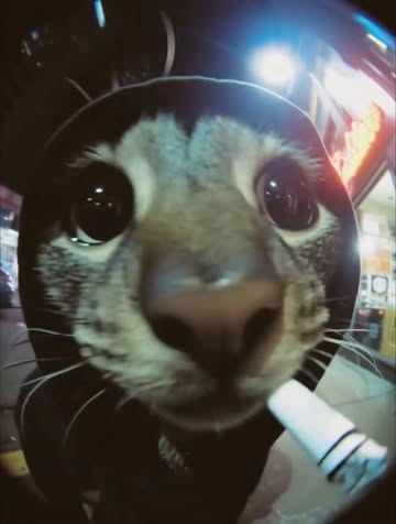 😼🥷 #foryou #cat #fypppppppppppppppppppppppppppppppppppppppppppppppppppppppppppppppppppppp #fyy #gatos