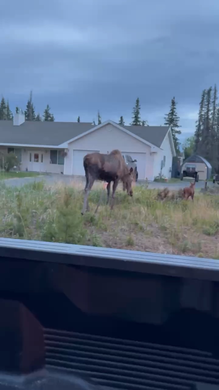 Moose