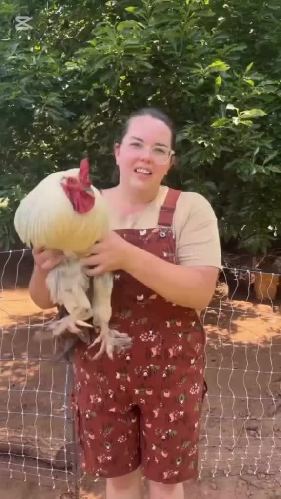 no waste time 🔪stop aggression" Him: "put am inside pot sharp" 💀#comedy #fyp #viral #naija #funny #rooster #foryou...