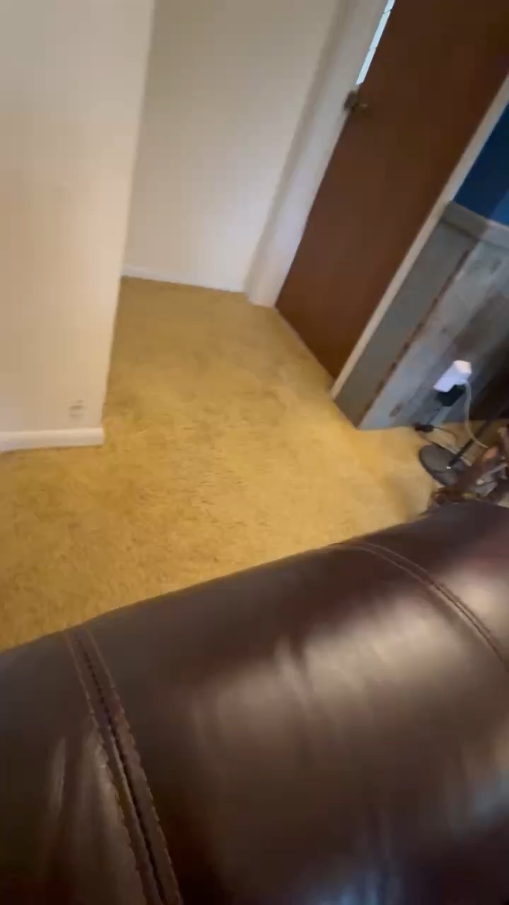 Funny dog