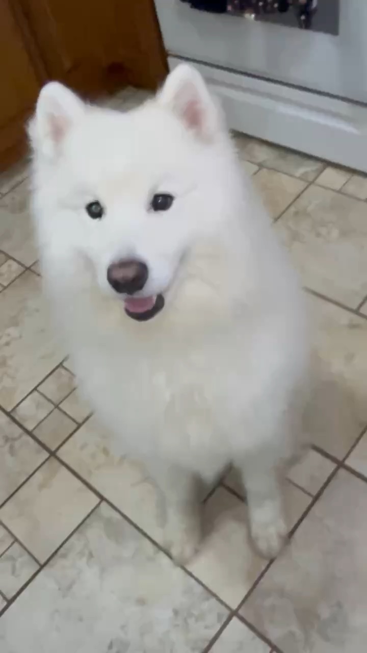 Asmr of dog eating apples