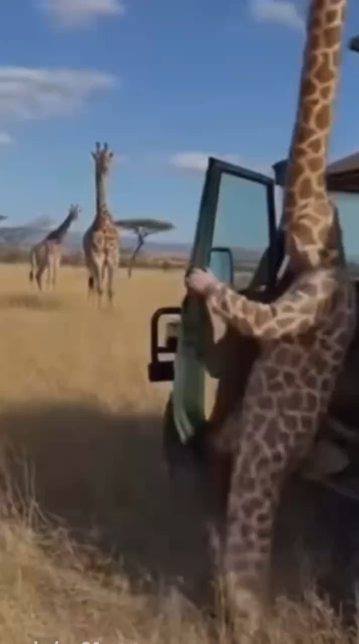 Entertainment