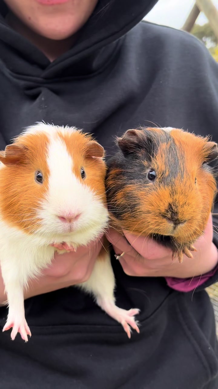 spaghetti and meatball getting their nails trimmed ##guineapig##fyp##cute