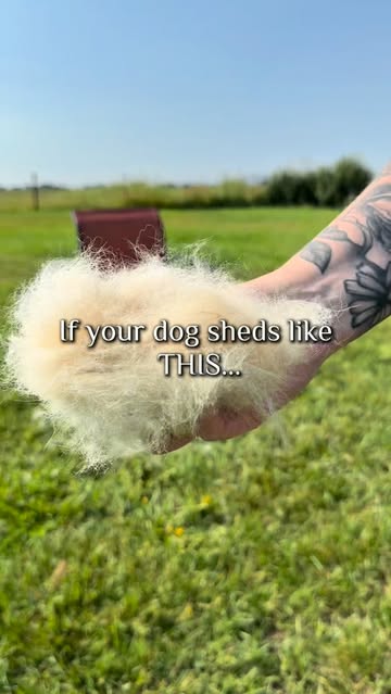 Look at what came off this boy. Every bit I brush out is a bit that won’t end up on my couch. My favorite grooming pr...