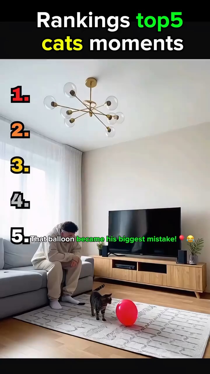 Best cat Funny videos