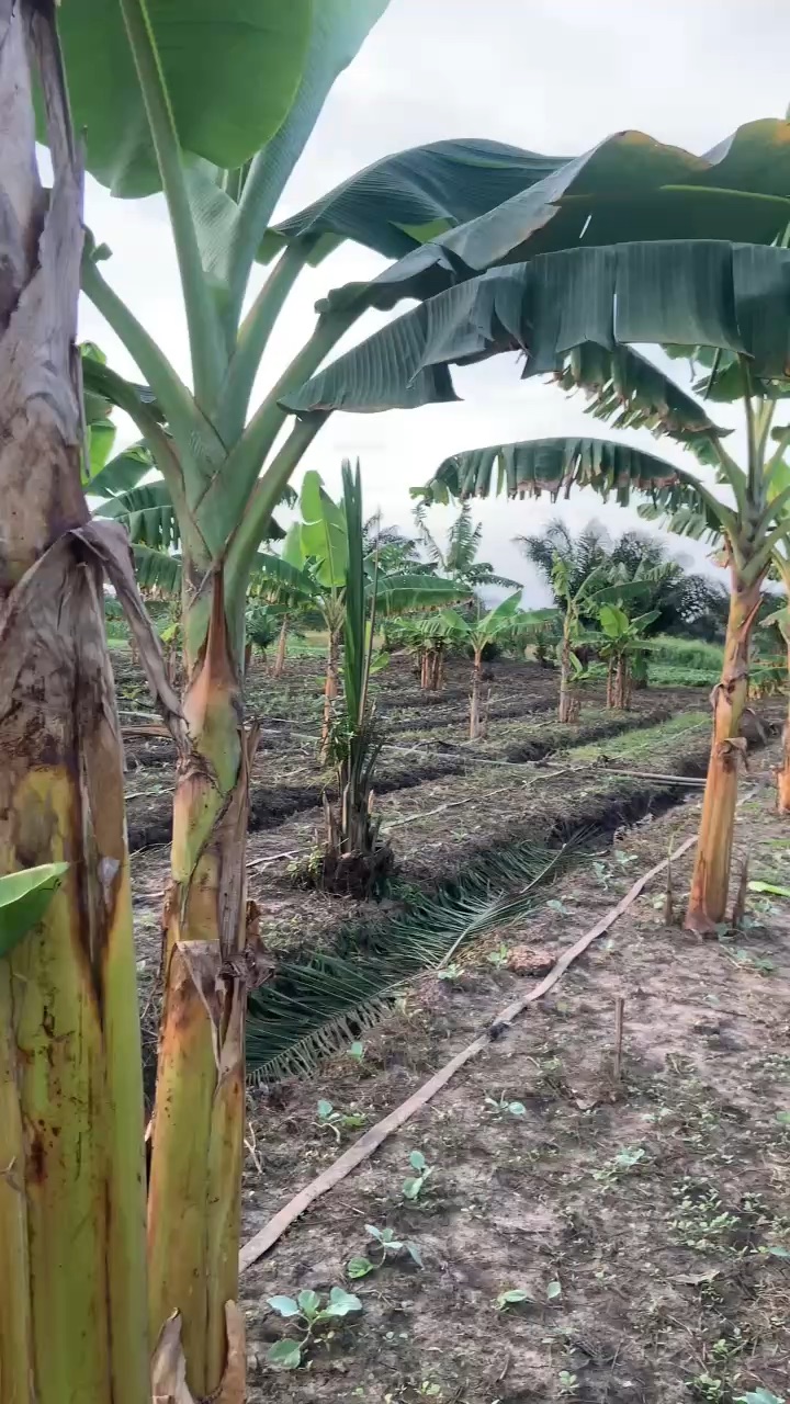 Plantain