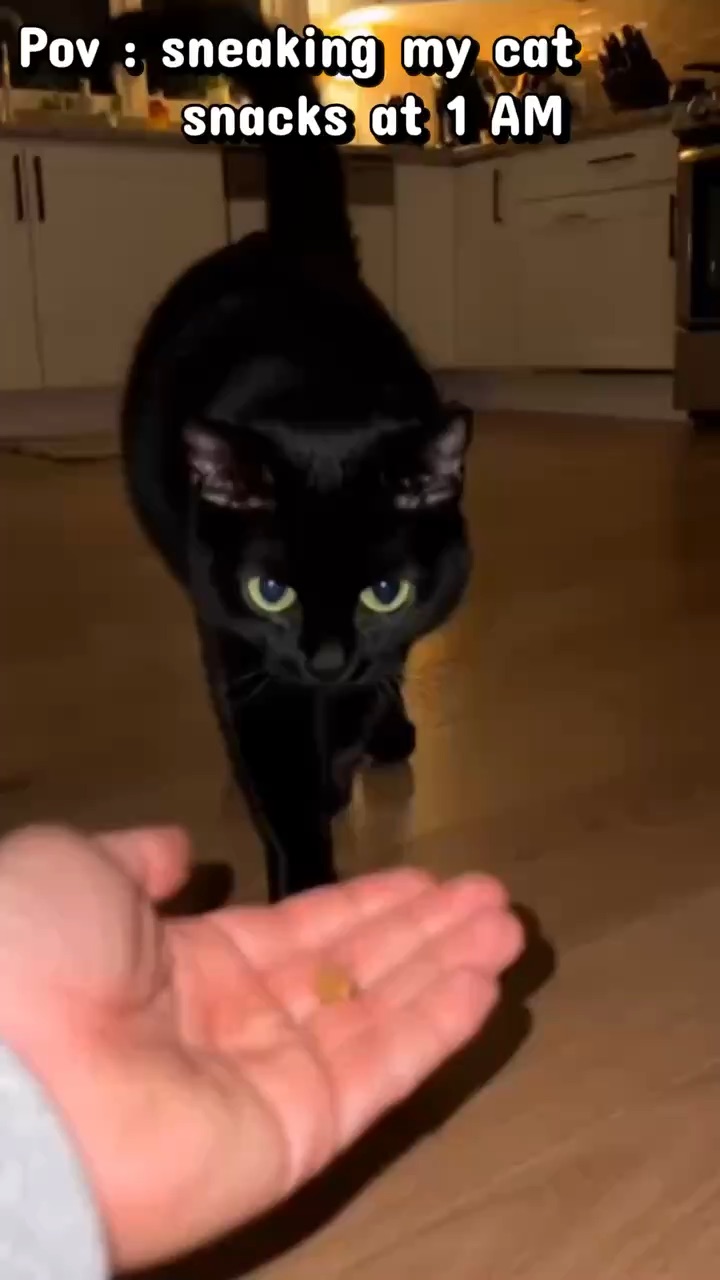 Loud cat