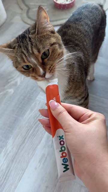 Feeding Lili this morning with @webboxpetfood ✨🫶🏻 Just realised her tongue is huge haha 😛 📸 @kate.ukugc 📧For UGC...