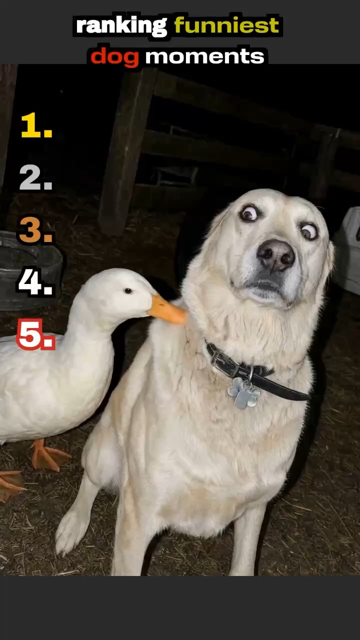 Ranking funny dog moments