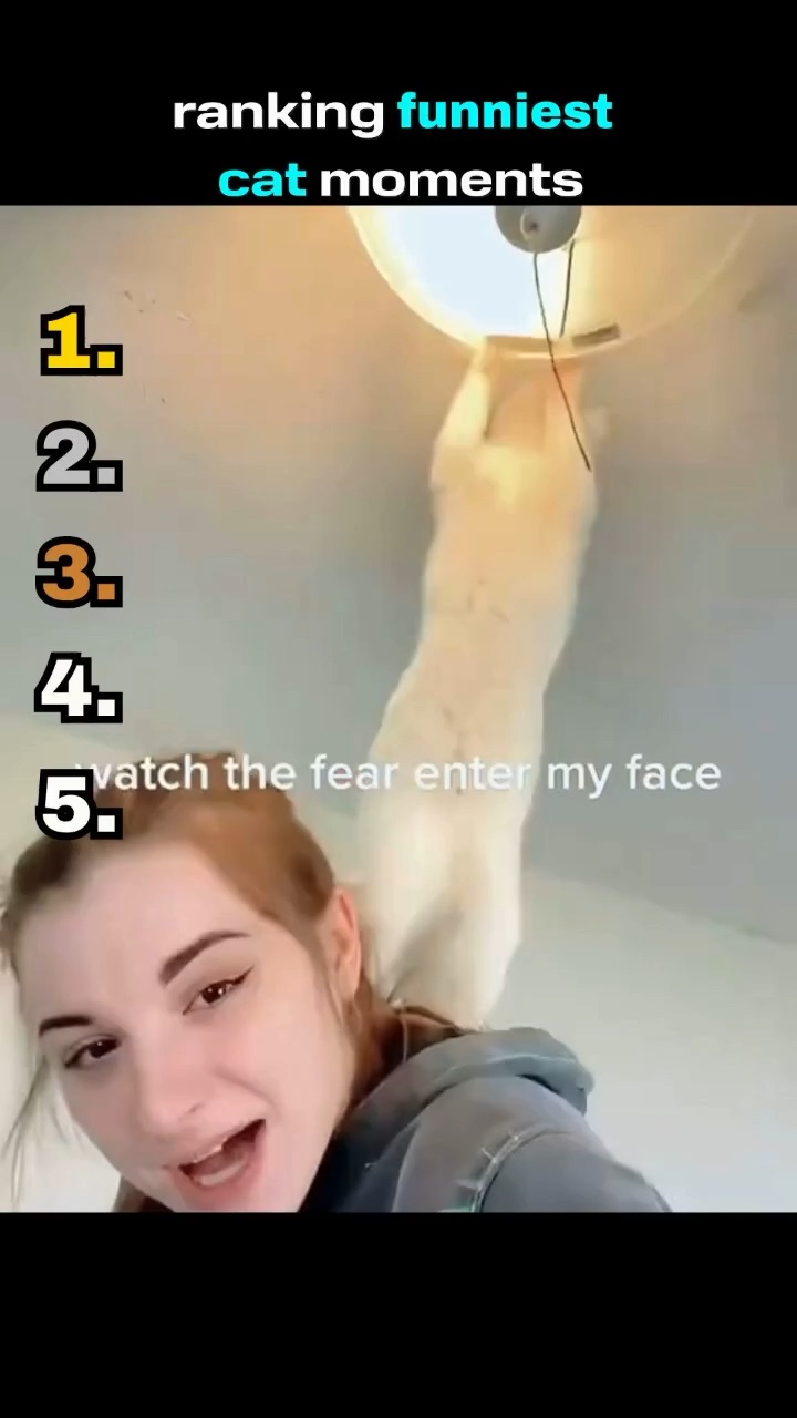 Ranking funniest cat moments