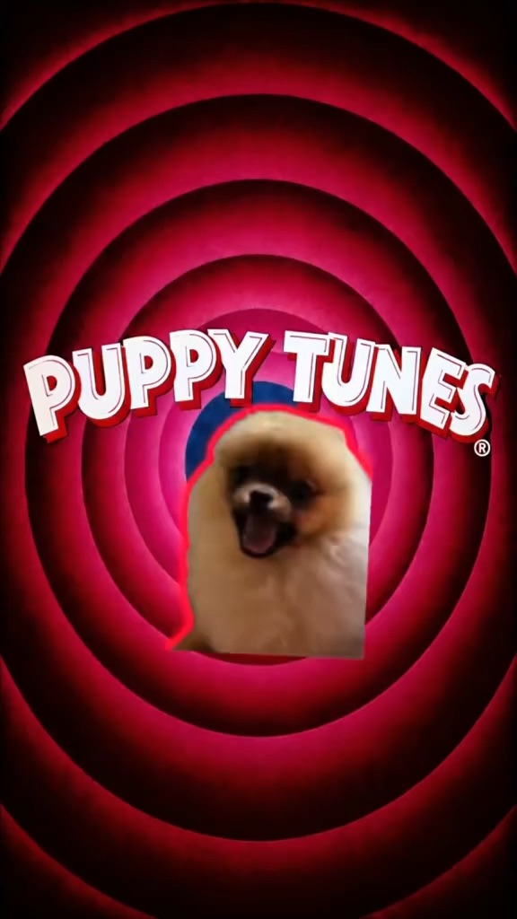 Dog Rumi
